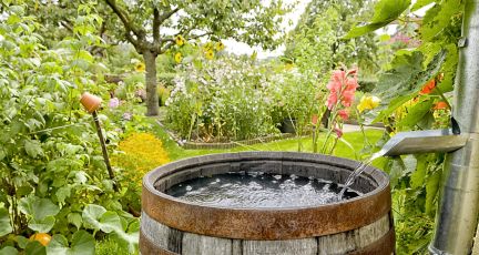 Water-Wise Gardening Guide